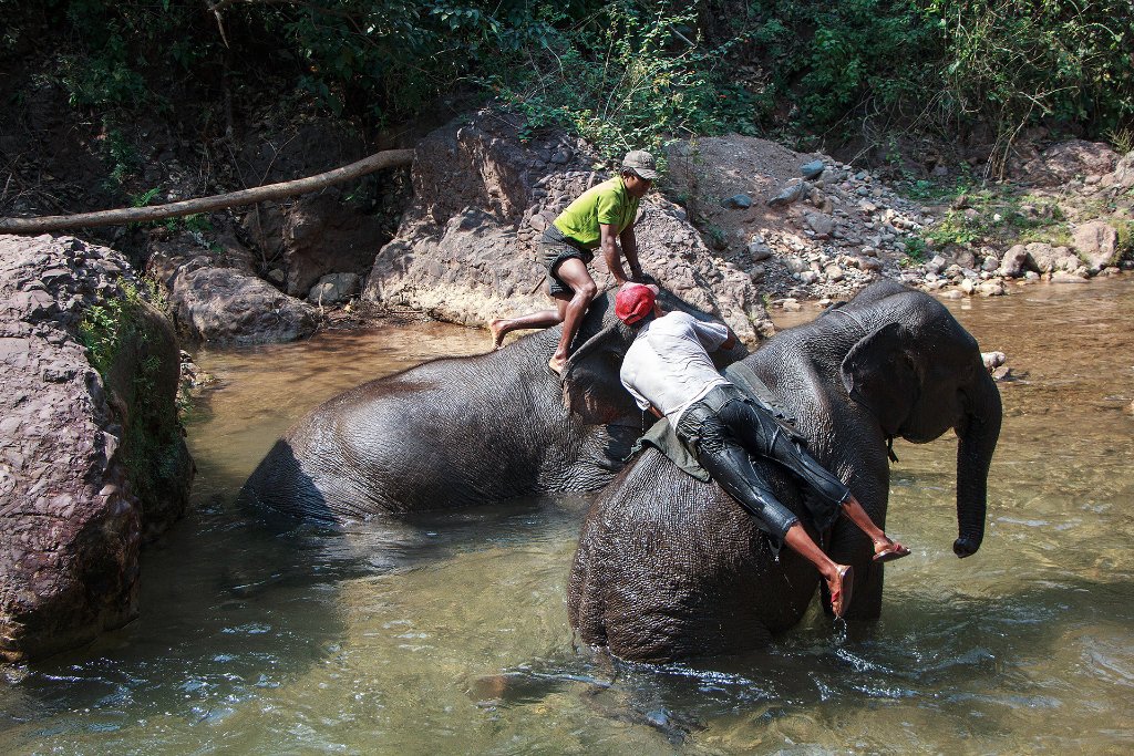 03-Elephants bathing.jpg